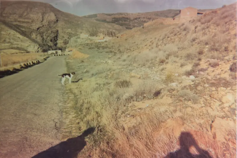 Perro en la carretera de Monterde